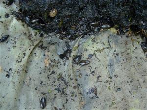 TML, zber materiálu